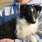 Sheltie Puppies - Sheltie Rescue and Adoption Near You