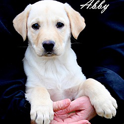 Thumbnail photo of Abby~adopted! #3
