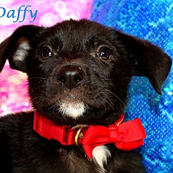 Thumbnail photo of Daffy~adopted! #1