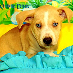 Thumbnail photo of Twinkie Dink~adopted! #4