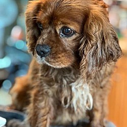 Madison, TN - Cavalier King Charles Spaniel. Meet Edward a Pet for Madison, TN - Cavalier King Charles Spaniel. Meet Edward a Pet for