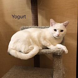 Thumbnail photo of Yogurt #2