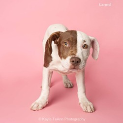 Thumbnail photo of Caramel #1