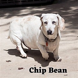 Thumbnail photo of Chip Bean + #3
