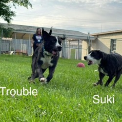 Thumbnail photo of Trouble #4