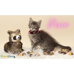 Thumbnail photo of Pixie #1