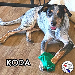 Thumbnail photo of KODA #3