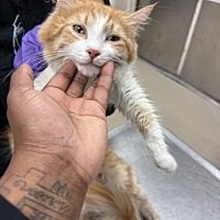 adopt a pet