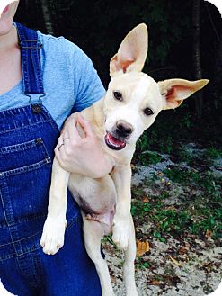 pomeranian bull terrier mix