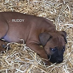 Thumbnail photo of Ruddy (Rudolph) #4
