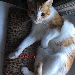 Photo of Simon (FCID# 03/26/2018 - 5) C