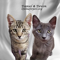Thumbnail photo of Adopt DANIEL & Devon, Bonded #3