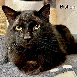 Thumbnail photo of Bishop #1