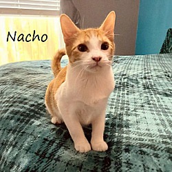 Thumbnail photo of Nacho #loves-the-camera #1