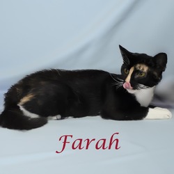 Thumbnail photo of Farah C24-244 #4