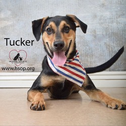 Thumbnail photo of Tucker #1