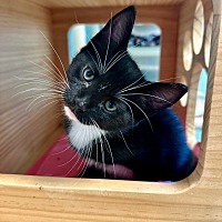 adopt a pet