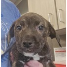 Adopt A Pet :: Maggie - Jackson, MI