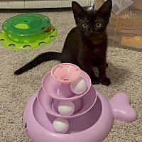 adopt a pet