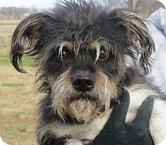 Parsippany Nj Schnauzer Miniature Meet Austin A Pet For