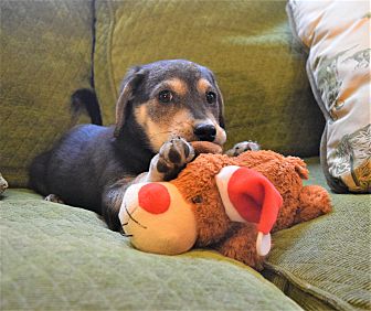 Petsmart hotsell snuggle puppy