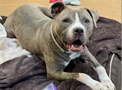 Benicia, CA - Pit Bull Terrier/Mixed Breed (Large). Meet Summer a Pet ...