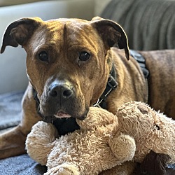 Photo of Maggie - AVAILABLE