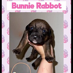 Thumbnail photo of Bunnie Rabbot #1