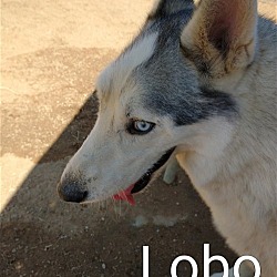 Thumbnail photo of Lobo - #4