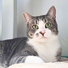 Adopt A Pet :: Emma - Locust Grove, GA