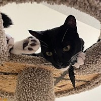 adopt a pet