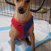 adopt a pet