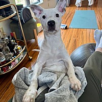 adopt a pet
