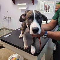 adopt a pet