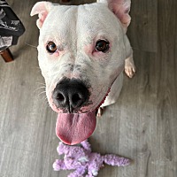 adopt a pet