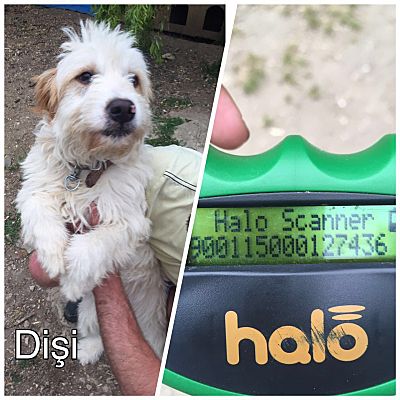 Arlington Ma Goldendoodle Meet Mia A Pet For Adoption