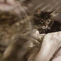 Thumbnail photo of Male Kitten 1 #3