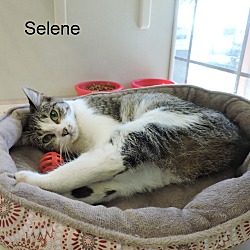 Thumbnail photo of Selene #3
