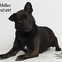 Thumbnail photo of Miller  (Foster Care) #2