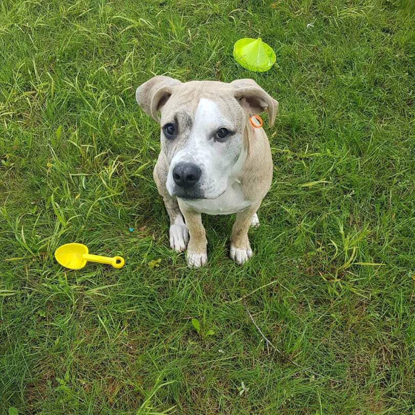 adopt a pet com