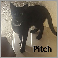 Photo of PITCH