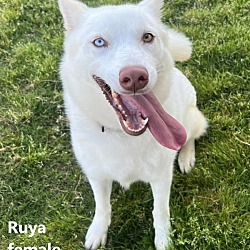 Thumbnail photo of Ruya #3