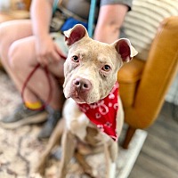 adopt a pet