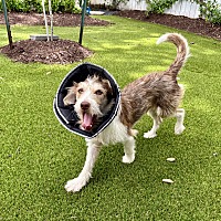 adopt-pet