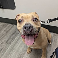 adopt a pet