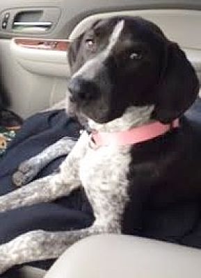 German shorthaired pointer coonhound mix 2025