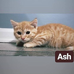 Thumbnail photo of ASh #2