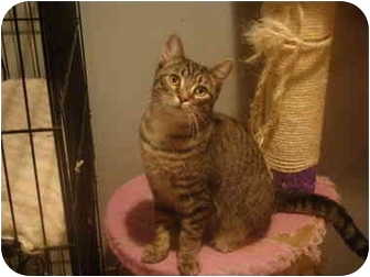 Muncie In Domestic Shorthair Meet Luke Petsmart A Pet For