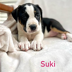 Thumbnail photo of SUKI #1