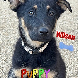 Thumbnail photo of WILSON #1